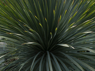Yucca plant leaves