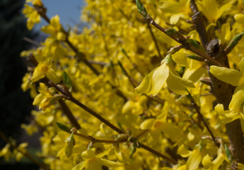 Forsythia hedge