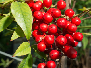 Obraz premium Heavenly bamboo berries