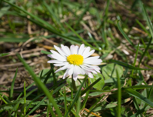 Daisy in meadow