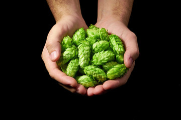 Man holding green hop cones on black background