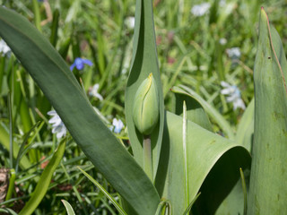 Obraz premium Tulip bud