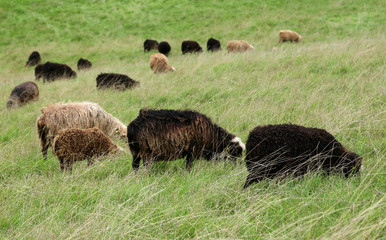 Group of sheep grazing in Denmark