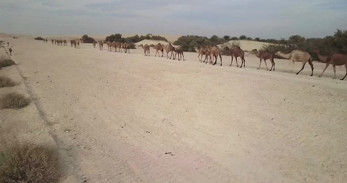 Flying over Camels Herd in the desert
Drone shot of Camels Herd walking in the desert, Israel
