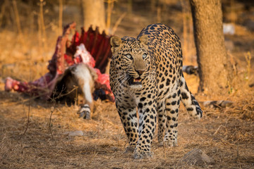 Fototapeta na wymiar A male Leopard walking after having meal Nilgai kill at jhalana forest reserve, Jaipur