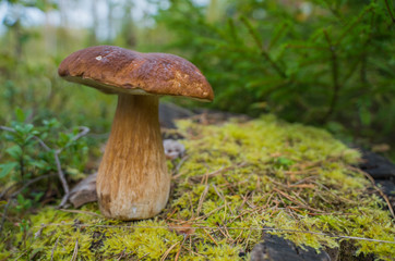 Beautiful boletus edulis mushroom standing on a stump in the forest.