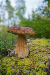 Beautiful boletus edulis mushroom standing on a stump in the forest.