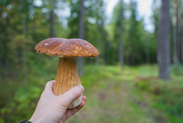 Man holding in his hand a beautiful boletus edulis mushroom.