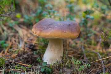 Beautiful boletus edulis mushroom growing in the natural forest.