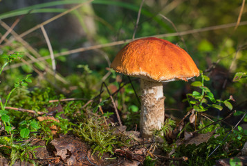 Orange cap boletus (Leccinum scabrum) mushroom growing in natural forest in Autumn.