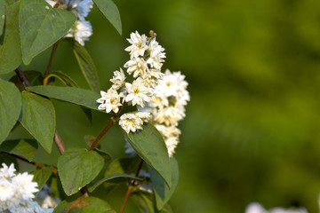 bush and flowers of Deutzia in the garden