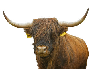 Isolated head of a cow and a bull of Highland cattle on a white background. Scottish cow on white...