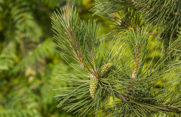 Pinus nigra. Pineapples black pine, European Black.