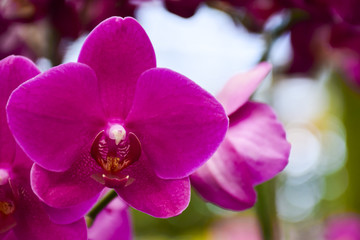 pink Phalaenopsis or Moth dendrobium Orchid flower in winter or spring day tropical garden Floral nature background.Selective focus.agriculture idea concept design with copy space add text.