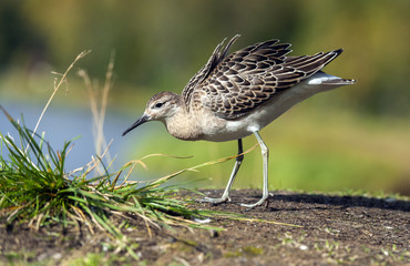 portrait of a male ruff (Calidris pugnax),Tromso,Norway