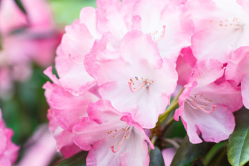 Rhododendron (azalea ) flowers of various colors in the spring garden