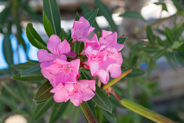 soft pink sweet oleander flower or a bay of roses fragrant oleander,