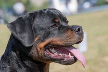 Head shot of Rottweiler . Selective focus on the dog