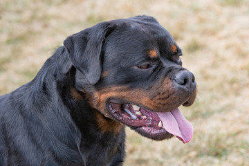 Head shot of Rottweiler . Selective focus on the dog