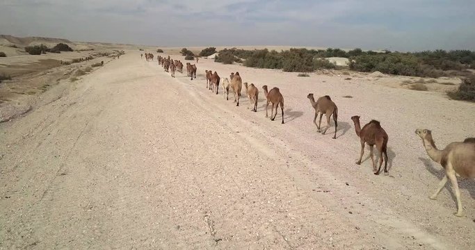 Flying over Camels Herd in the desert
Drone shot of Camels Herd walking in the desert, Israel
