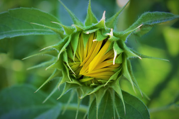Close-up view of a young sunflower  over cloudy sky