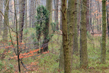 autumn colors of the forest