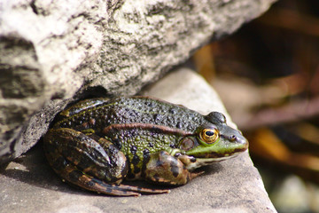 Lauernder Frosch