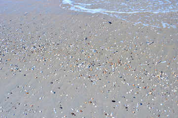 Muszle i muszelki na plaży w pełnym słońcu obmywane morską wodą. © W Korczewski