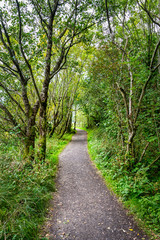 Fototapeta premium Forest Path