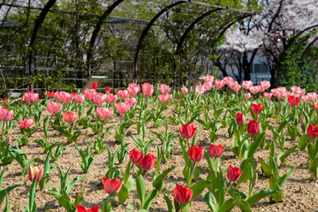 Tulip's flower bed