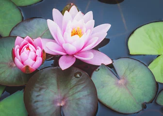 Fototapete Wasserlilien Seerose Blume