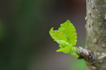 Leaves of young leaves from the top of the tree. Abstract pattern Green background, green leaf, spring