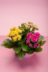 Medical houseplant kalanchoe with colorful flowers close up on trendy pink background copy space
