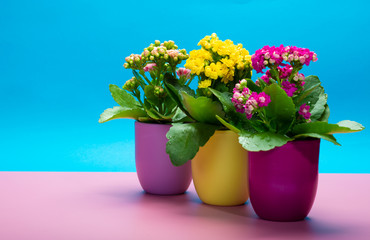 Three colors pots with thee colors medical houseplants kalanchoe with flowers close up on trendy pink and blue background, bright colors concept