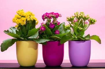 Three colors pots with thee colors medical houseplants kalanchoe with flowers close up on trendy pink background, bright colors concept
