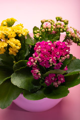 Medical houseplant kalanchoe with colorful flowers close up on trendy pink background