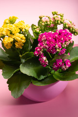 Medical houseplant kalanchoe with colorful flowers close up on trendy pink background