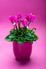 One pink cyclamen plant with flowers in pink pot on trendy pink background, copy space, close up, minimal colors concept