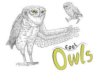 Cute  owls character hand drawn.