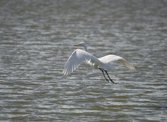 Great egret at bird Sanctuary Hjällstaviken, Stockholm