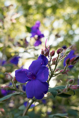 viollete Blume