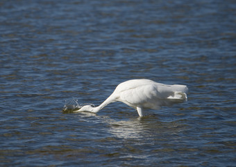 Great egret at bird Sanctuary Hj&auml;llstaviken, Stockholm