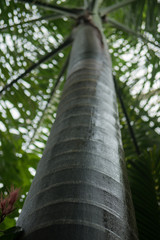Fototapeta premium A upward view of the trunk of the Cuban Royal Palm