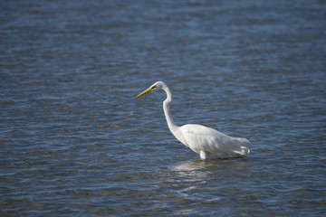Great egret at bird Sanctuary Hjällstaviken, Stockholm