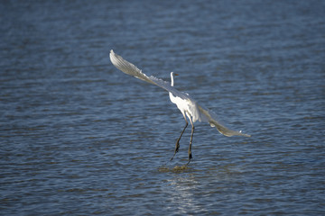 Great egret at bird Sanctuary Hjällstaviken, Stockholm