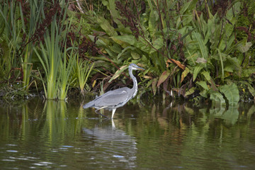 Grey Heron at bird Sanctuary Hjällstaviken, Stockholm