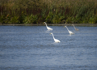 Great egret at bird Sanctuary Hjällstaviken, Stockholm