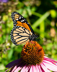 Fototapeta na wymiar Monarch butterfly feeding on a pink cone flower in the garden.