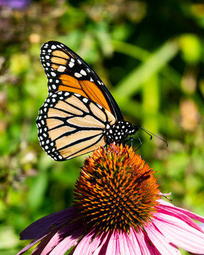 Monarch butterfly feeding on a pink cone flower in the garden.