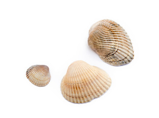 Exotic sea shells isolated on white background